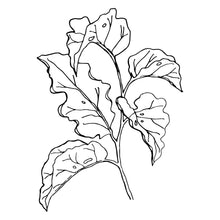 Load image into Gallery viewer, Desenho para Tatuagem Ramo de Lobeira
